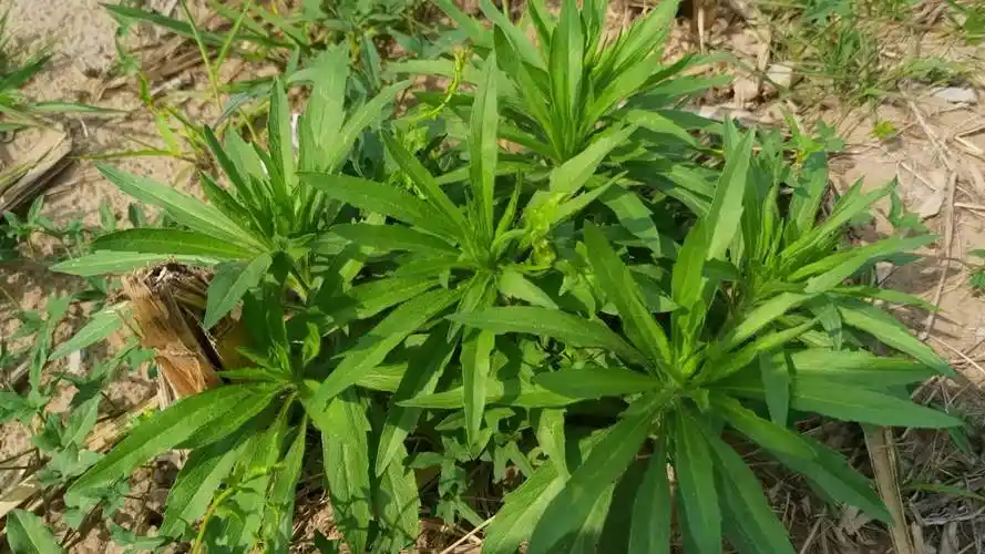 飞蓬草原创视频