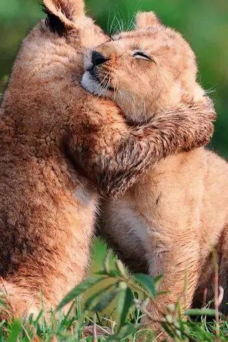 壁纸 两只玩耍的小狮子 1920x1200 hd 高清壁纸, 图片, 照片