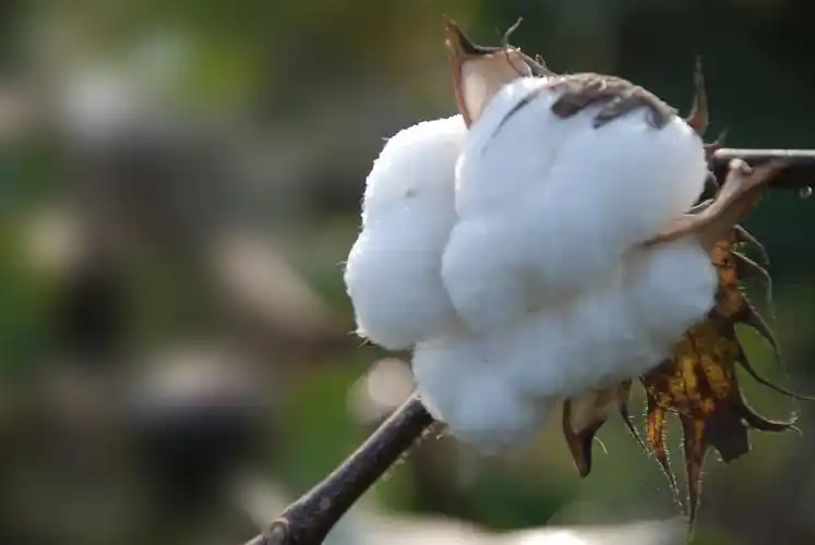 棉花一朵