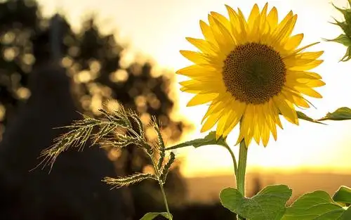 小清新向日葵唯美暖心花语,植物-回车桌面