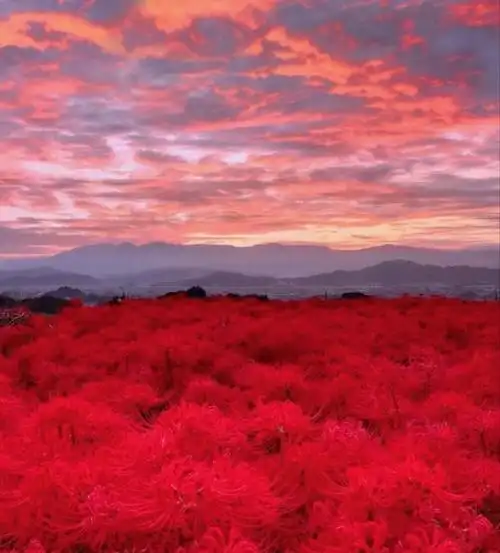 彼岸花,生此岸,长彼岸,守望一世手难牵