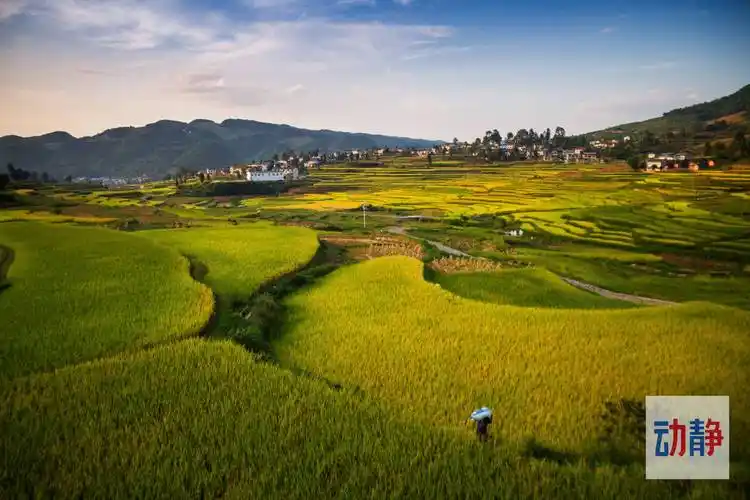 24节气看贵州今日秋分金黄是这个季节丰收的颜色