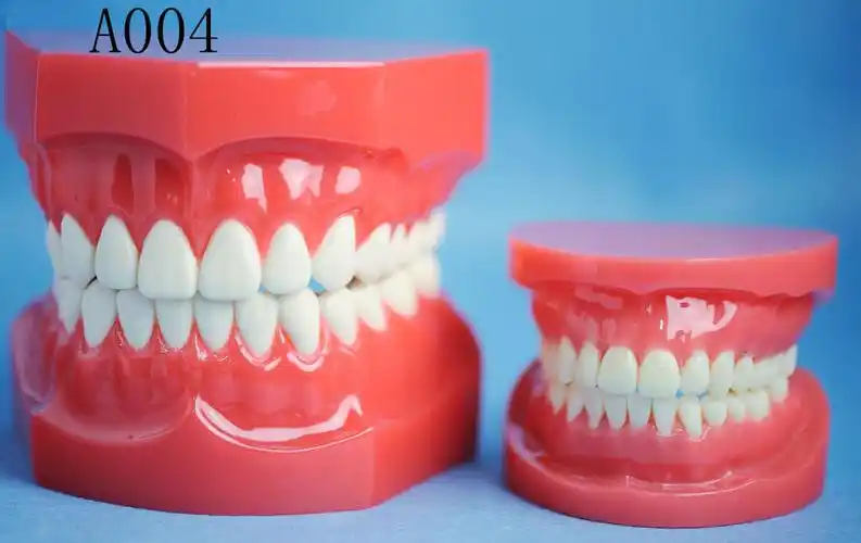 2倍全口标准成人牙模型-上海胜健医学仪器设备发展有限公司