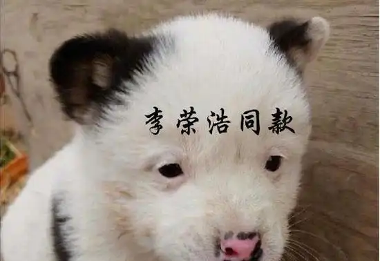 10位像动物的明星,王一博肖战还能忍,看到易烊千玺:简直是神似