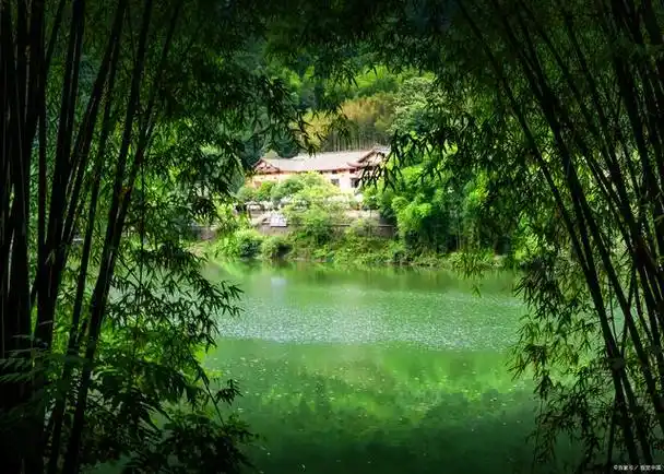散文《竹林听雨》