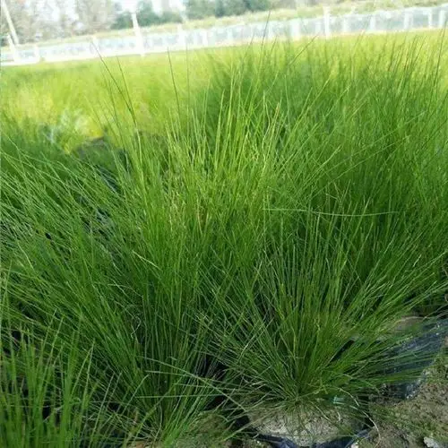 细茎针茅采购基地细茎针茅批发价格