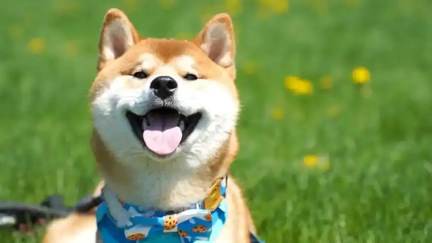 柴犬王一博接星星热门壁纸标签动漫动物卡通古风唯美护眼插画易烊千玺