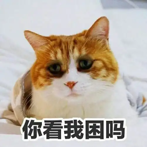 你看我困吗猫咪表情