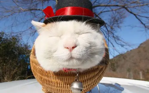 爱卖萌的可爱白色猫咪搞笑图片桌面壁纸高清