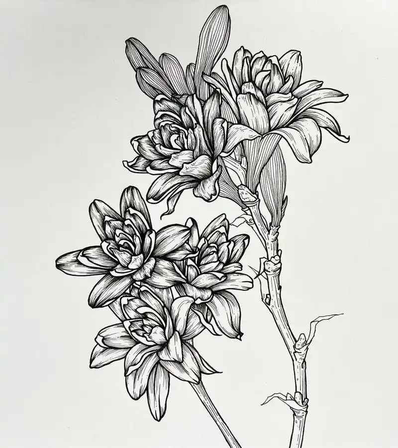 手绘线描画 花卉类 针管笔绘画 打卡打卡哟 - 抖音