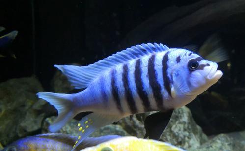 三湖慈鲷鱼热带大骷髅观赏鱼中小型特级淡水岩栖马鲷坦鲷鱼活体