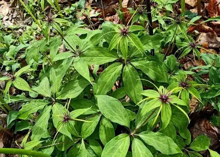 宝田农业小编今天告诉大家一种山林里根茎长得奇特的草本植物重楼