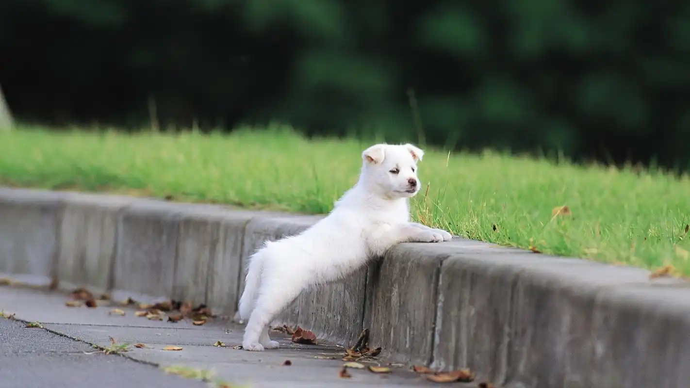 超萌的宠物可爱小狗桌面壁纸高清