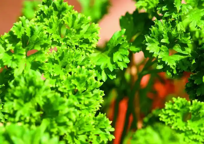 香草,香料,美食世界香草图片 香草,香料