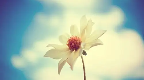 首页 桌面壁纸 植物壁纸 精选唯美小花图片高清壁纸(4/ 7) 2020-02-18