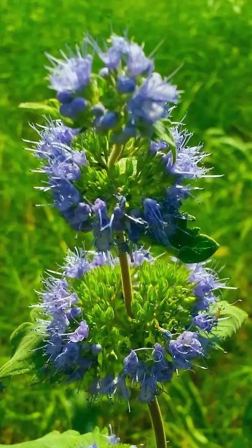 济世救人 兰香草