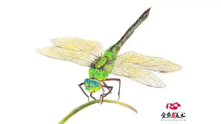 彩铅绘制蜻蜓|纯艺术|绘画|厦门猫鱼手绘 - 原创作品 - 站酷 (zcool)