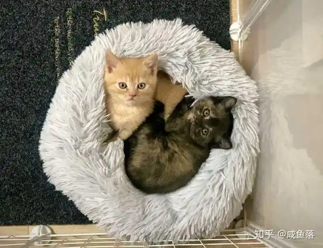 英短串小田园生的猫猫长大会是什么样子?