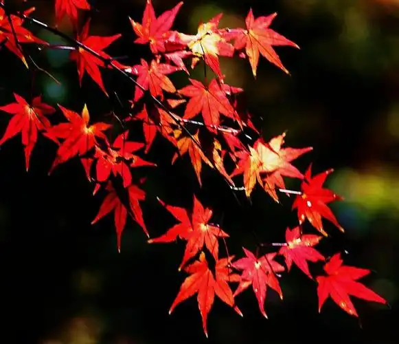 枫叶红了,漫山红遍,层林尽染,晚风习习,闭上眼