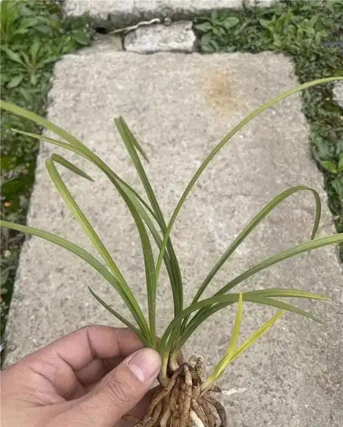 79w天价兰花,你敢买吗?网络拍卖引发热议!