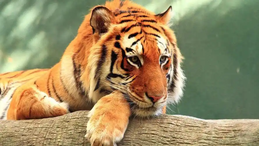 狮子的外表是毛了动物中最好看的?这几位有话要说