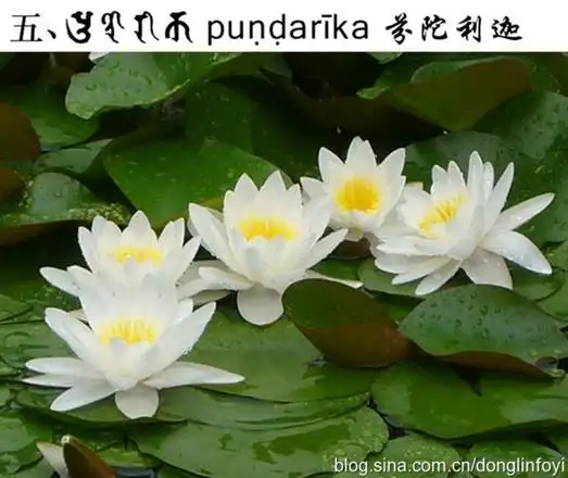 五种佛教的莲花