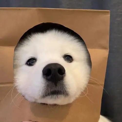 可爱/动物头像 - 堆糖,美图壁纸兴趣社区