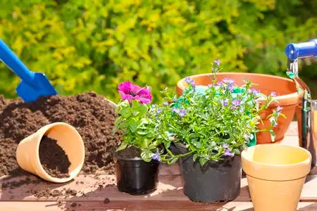 种花特写在花园里种花照片