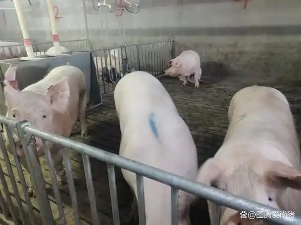 猪蓝耳病的流行性传播