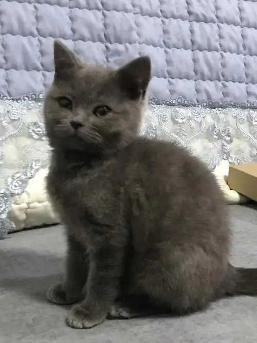 4个月纯种英短蓝猫 300元 送猫咪用品