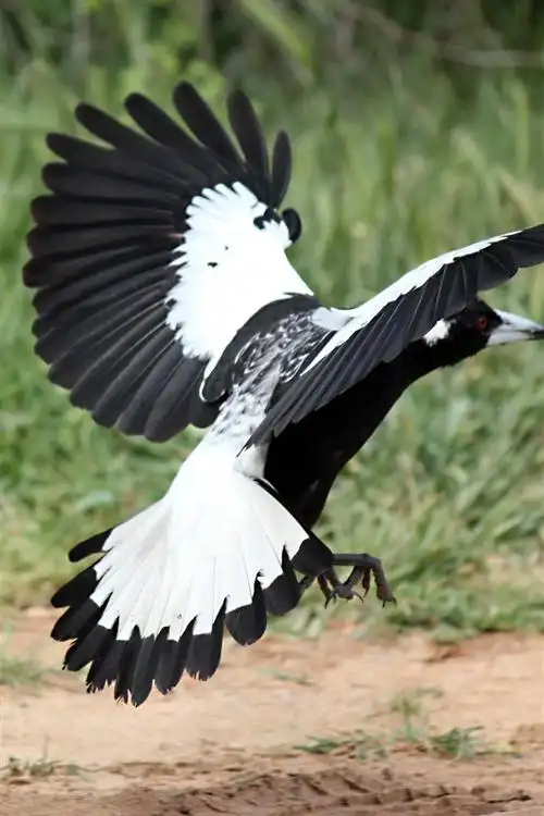 鸟飞行,翅膀,地面 4k