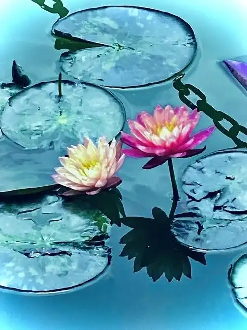 莲花池——摄影图片展