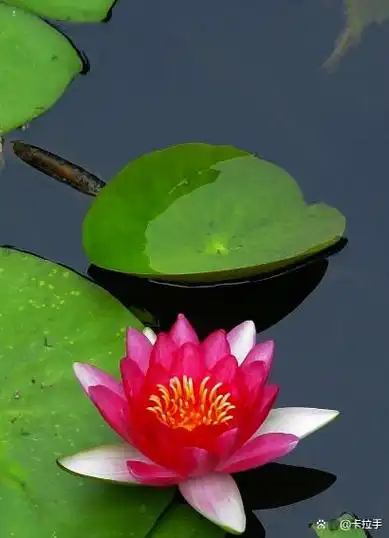 佛教爱用莲花而不是荷花,荷与莲之间到底有什么区别与意义?