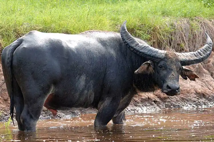 水牛