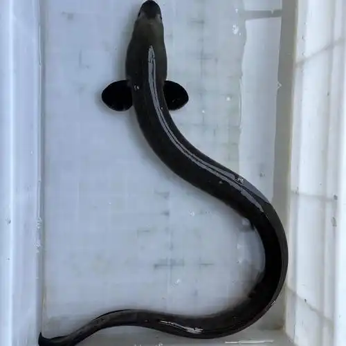 千岛湖河鳗鱼正宗野外生鲜活鱼打包淡水水产乌鳗湖鳗鱼