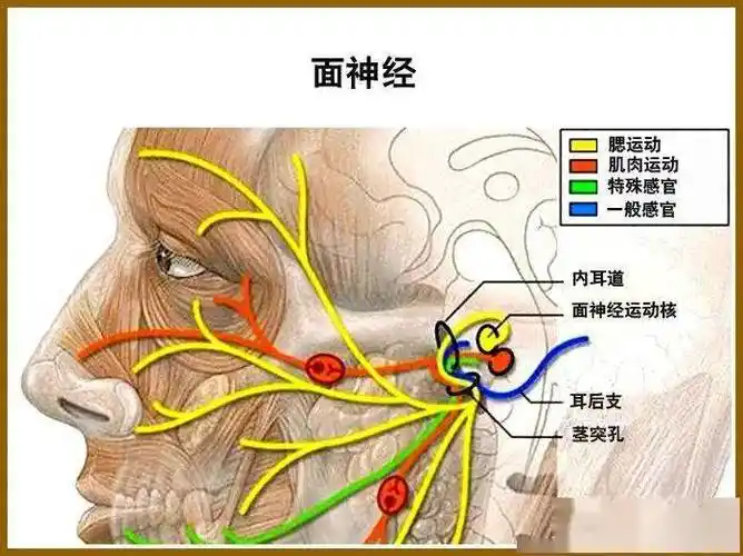 颜面整形要熟知面神经及其分支