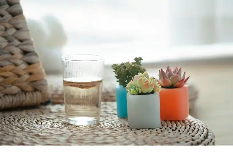 三款ins风家居无土栽培多肉植物-产品摄影