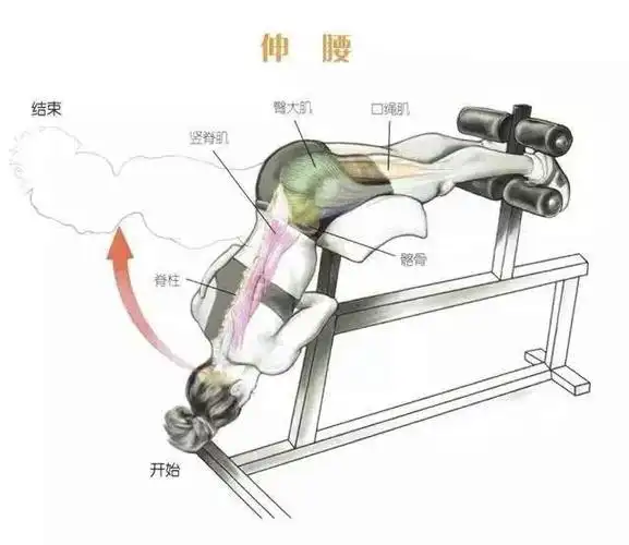 背阔肌背部力量肌肉训练动作及图解