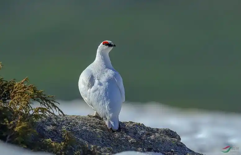 岩雷 回头望bj.jpg