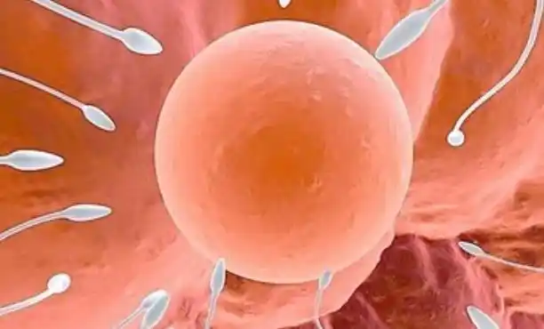 备孕须知女人一个月会排几次卵卵子在哪一天排出不妨看看吧