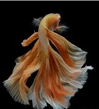 世界上最美的鱼,五彩搏鱼色彩艳丽,游动时像衣袂飘飘的仙子