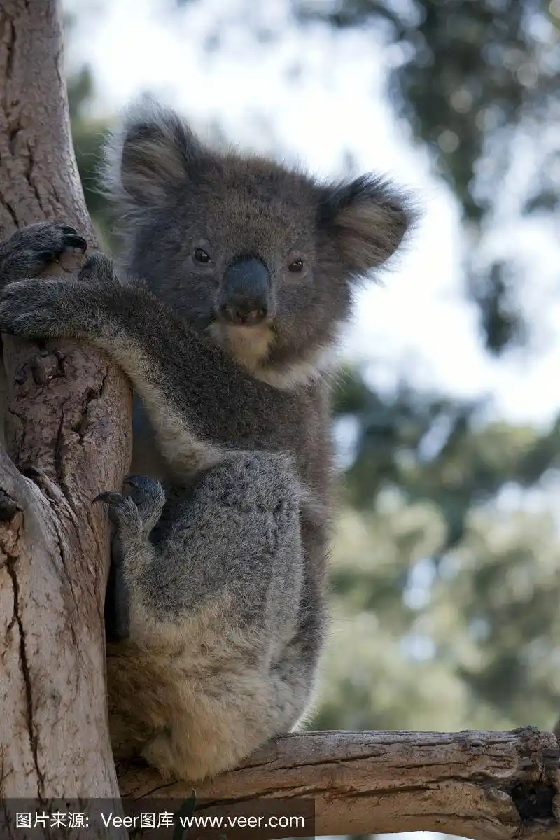 小树袋熊正抱着树休息