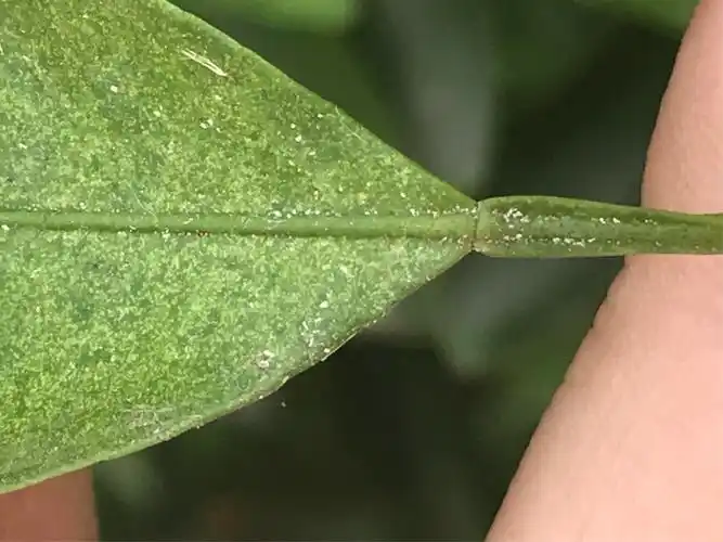 红蜘蛛密密麻麻的卵块