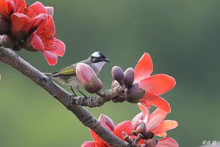 百鸟朝凤 英雄花开