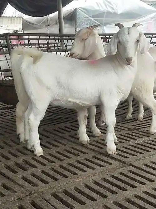 河南哪里的美国白山羊便宜多少钱一只