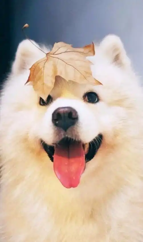 天使般的微笑萨摩耶,看着也能跟着笑,搜:神图壁纸,输入:52 - 抖音