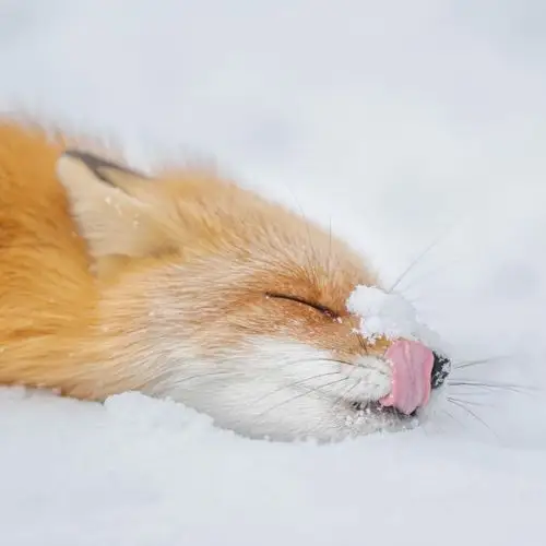 耳廓狐‖小熊猫‖白鲸‖兔子‖猫‖狗‖雪豹