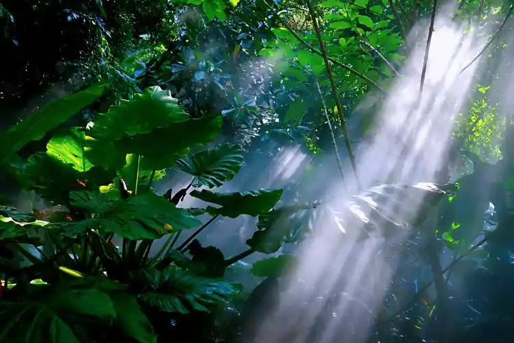 雨林午后阳光