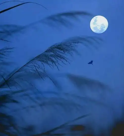 诗词鉴赏更深露重不知寒秋月如霜照未眠