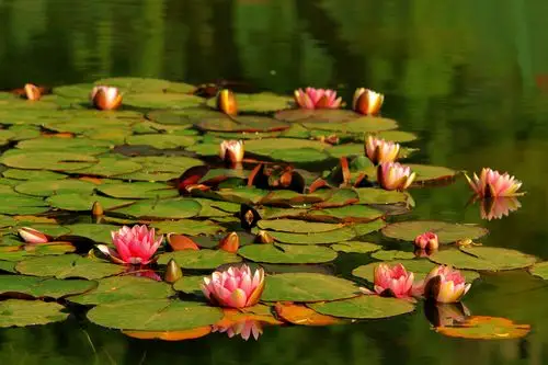 睡莲图片(睡莲图片简笔画)